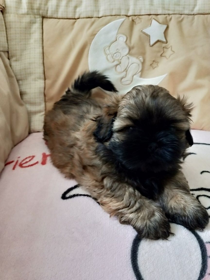 Śliczna suczka shih tzu