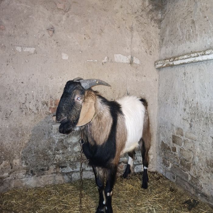 Продам Нубийского козла и козлят