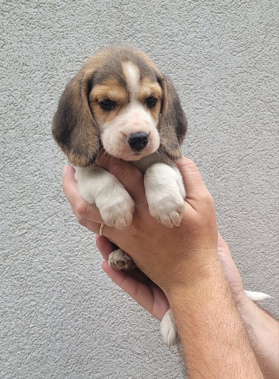 Beagle tricolor 2 meses
