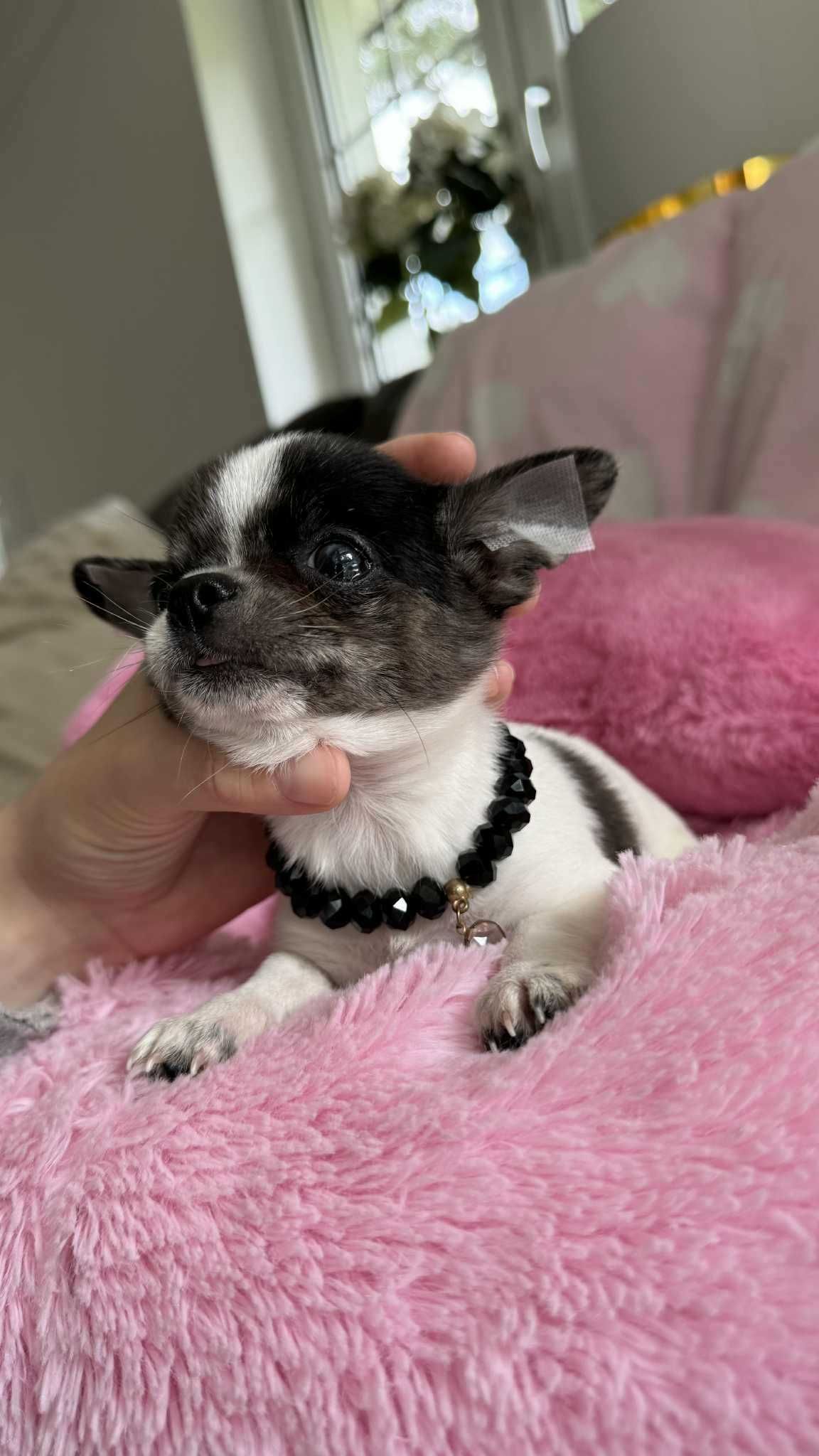 Chihuahua Piesek z Rodowodem*Tricolor* Impuls *Mini*