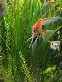 Bettas/camaroes/plantas