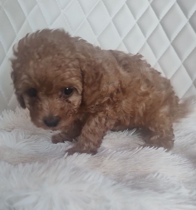 Cudna Maleńka Suczka Red Brown  - Pudel Toy - Do Rezerwacji!