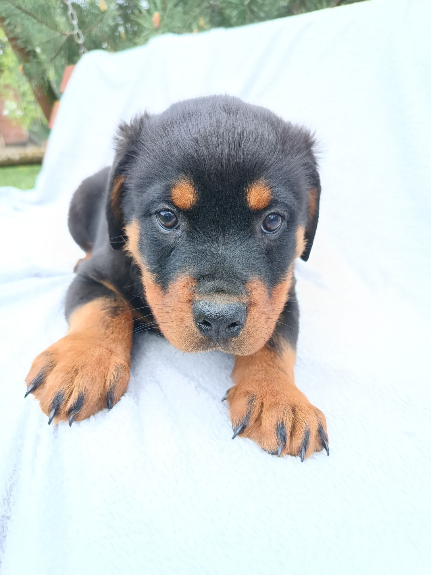 Psy rasowe rottweiler