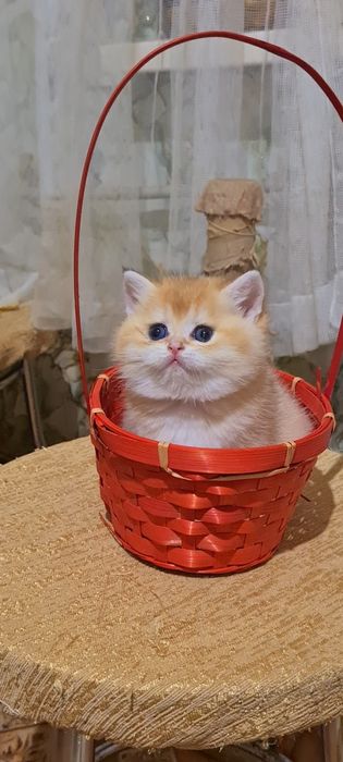 Золотая шиншилла Девочки и Мальчики