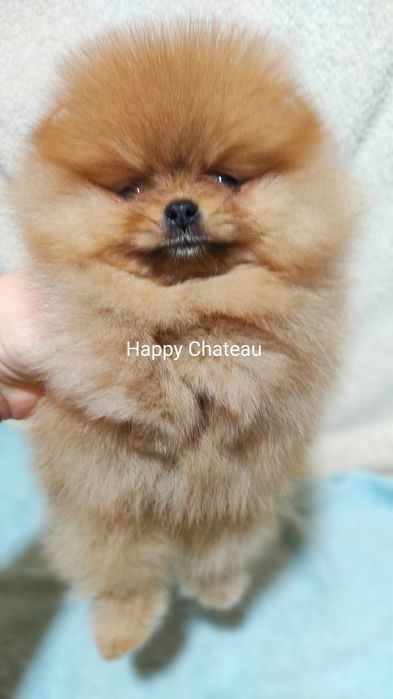 Померанский шпиц . Предложение Вязки .