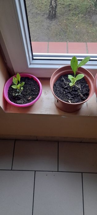 Sorzedam drzwka cytrynowe w doniczkach.h