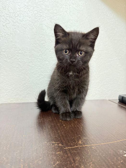 Котик британець короткошерстий