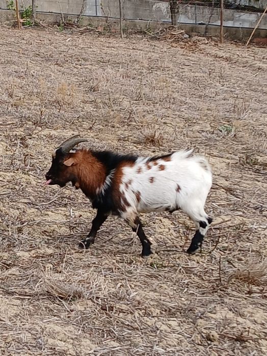 Vende-se cabrito de cobrição de raça anã