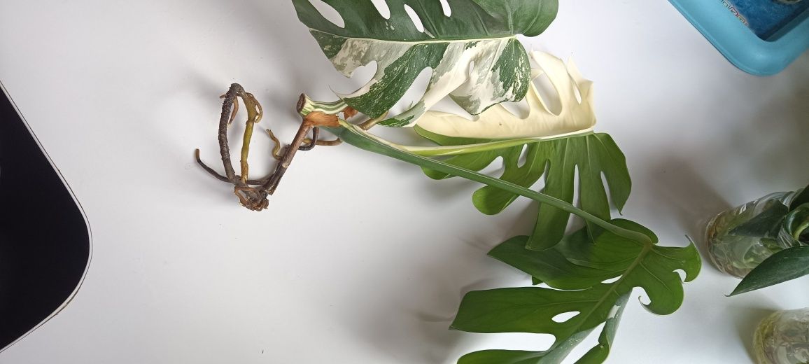 Monstera variegata