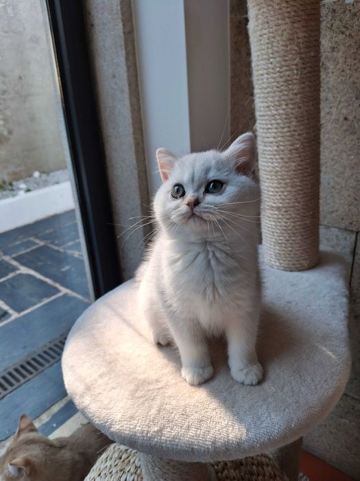Gatinha British Shorthair