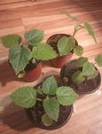 Drzewo tlenowe Paulownia 4 sztuki sadzonek po 9 zł