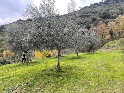 Azeite Extra Virgem Tras-os-Montes