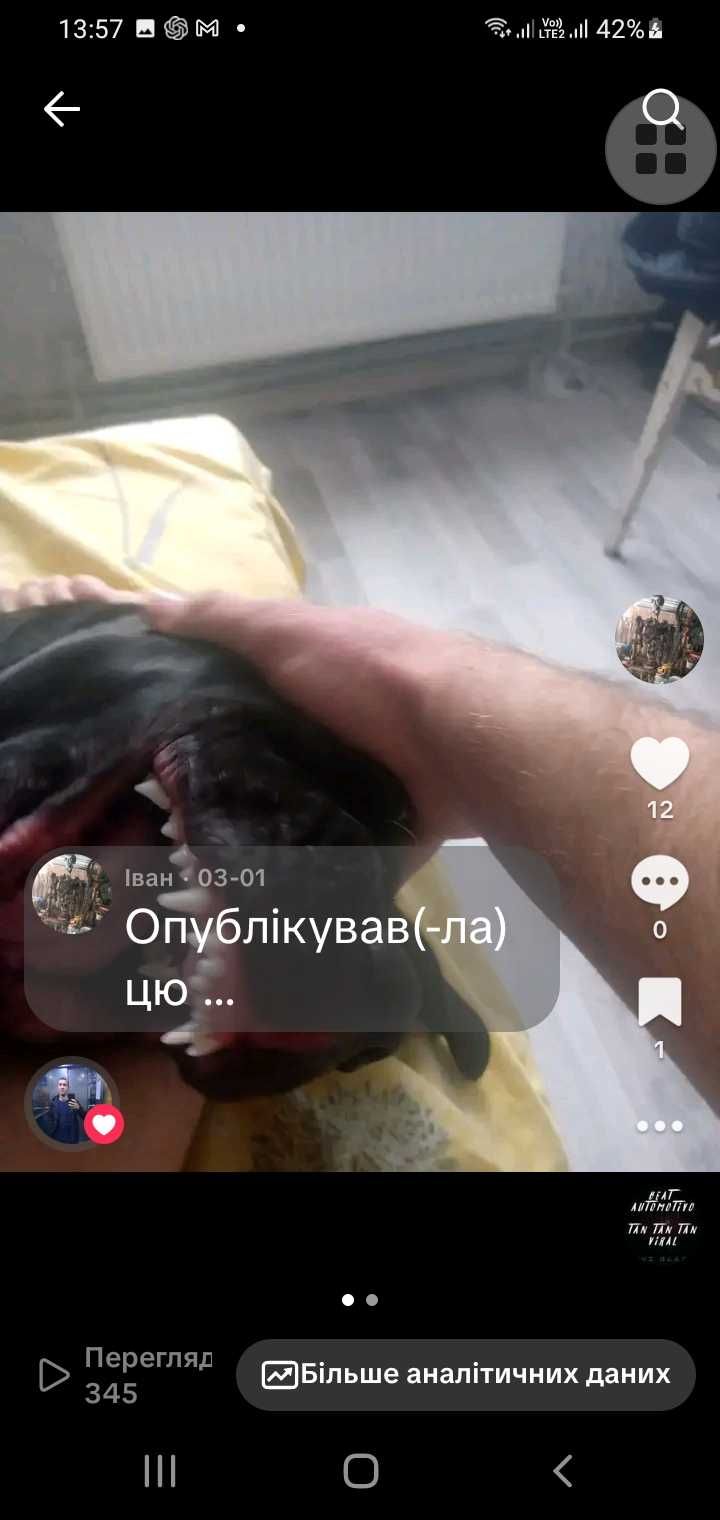 В продажу ккан корсу  тигрова