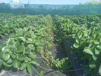 Продам усы клубники для рассады