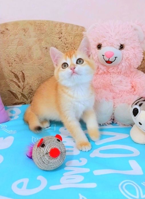 Чарівна дівчинка,  неймовірна мазунка і розумашка