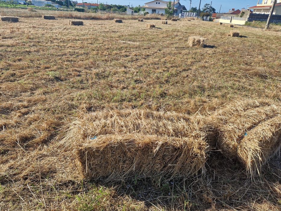 Fardos de palha de erva nascediça