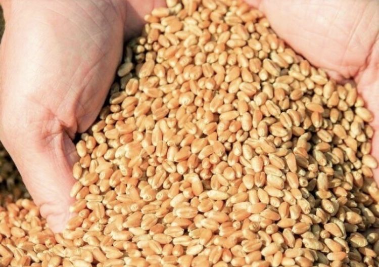 Продам пшеницю 1 тонна, зерно пшениця