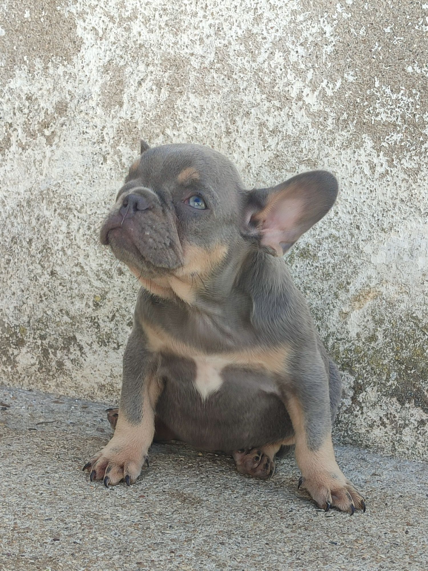 Bulldog francês fêmea