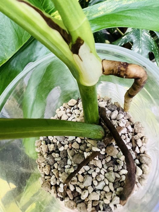 Монстера Yellow варієгатна жовта