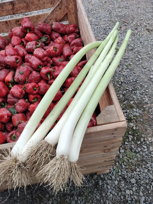 Cebula z siewu ekologiczna