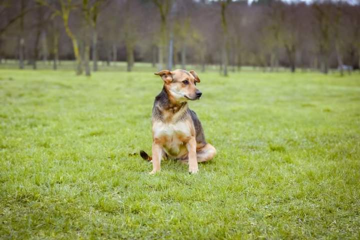 Nieśmiała Sunia, potrzebująca dużo miłości i wyrozumiałości do adopcji