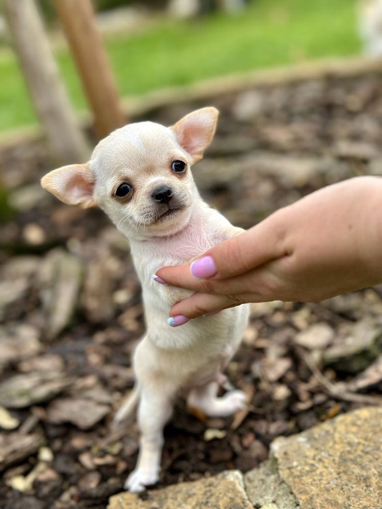 Chihuahua PIESEK kremowy krótkowłosy malutki