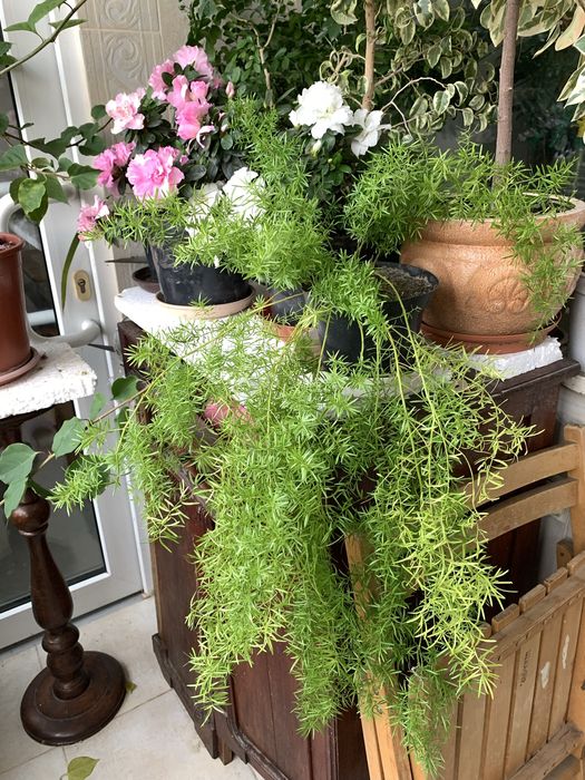 Аспарагус Шпренгера