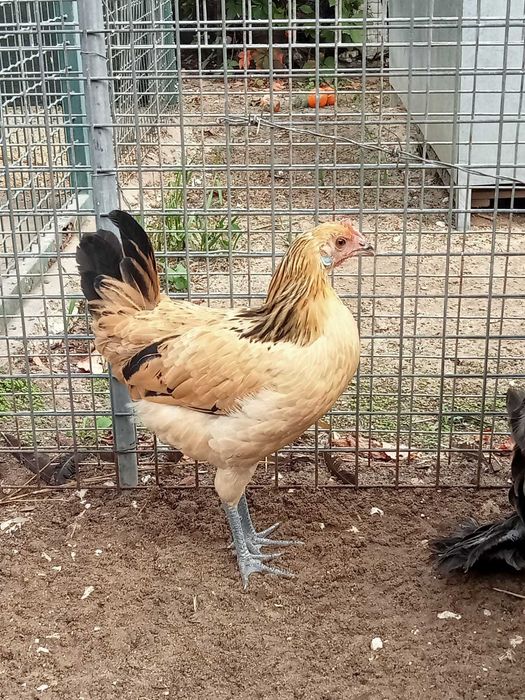 Andaluza Surenha Morucha