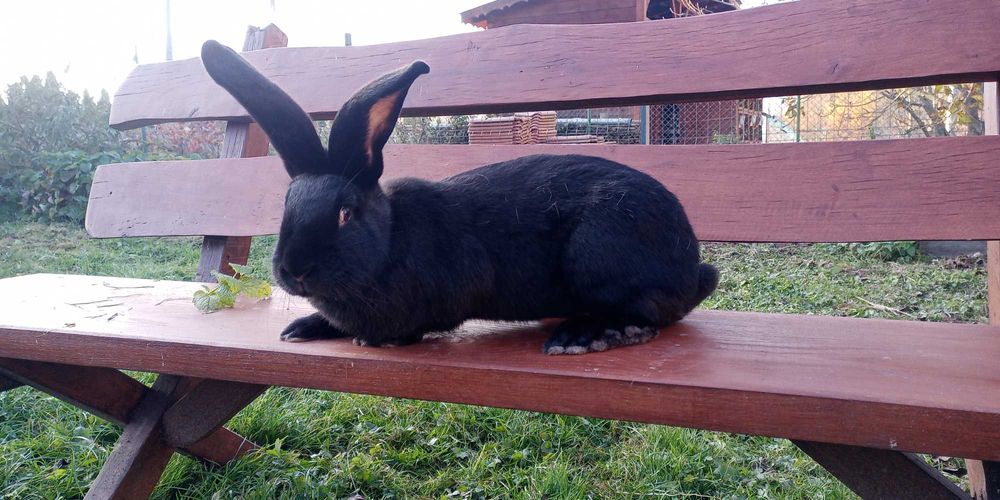 Olbrzym srokacz niemiecki