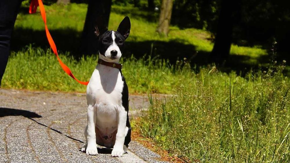 Szczenięta Basenji z rodowodem ZKwP FCI,  zapowiedź miotu
