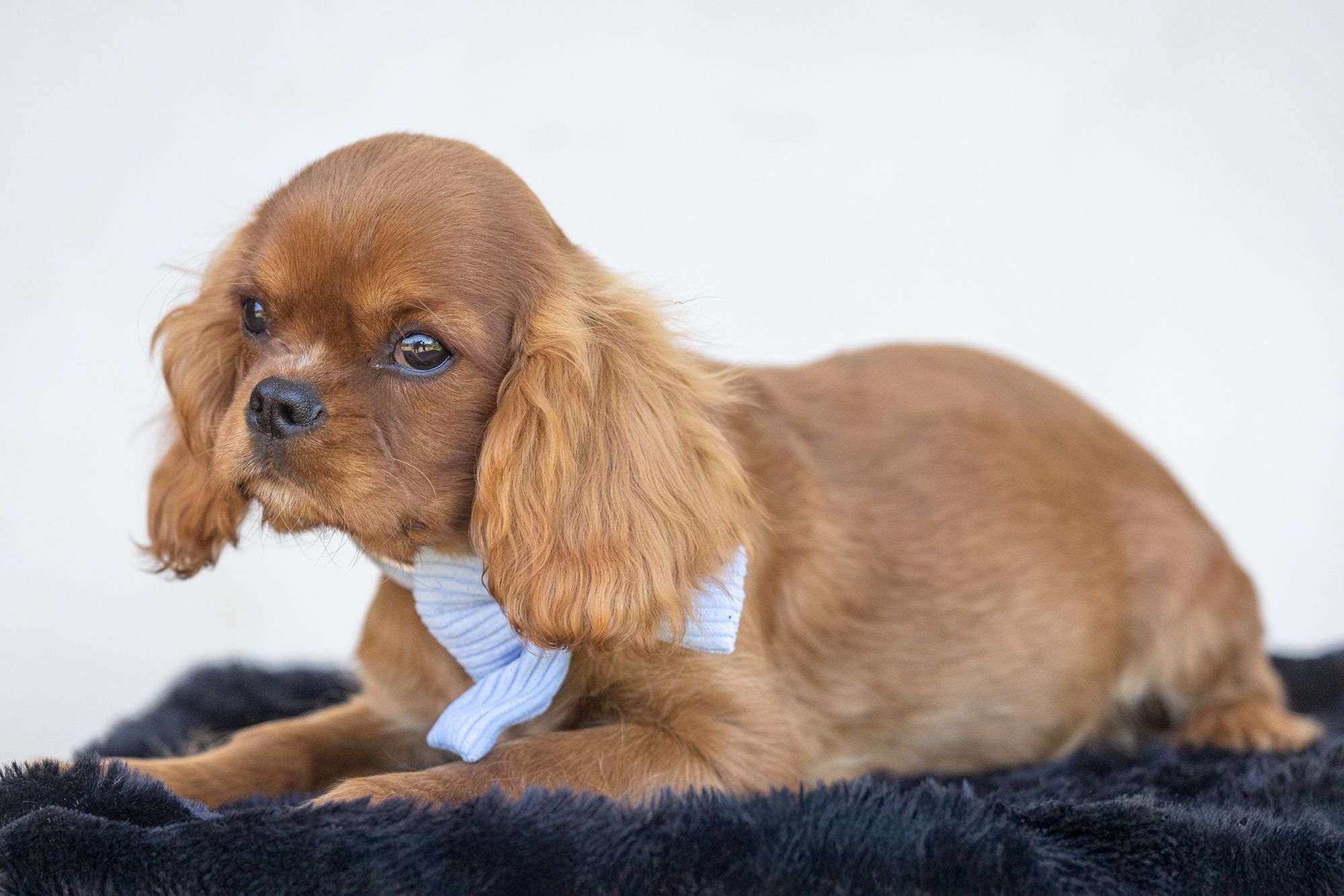 Cavalier King Charles Spaniel* Chłopczyk* Lupin gotowy do odbioru
