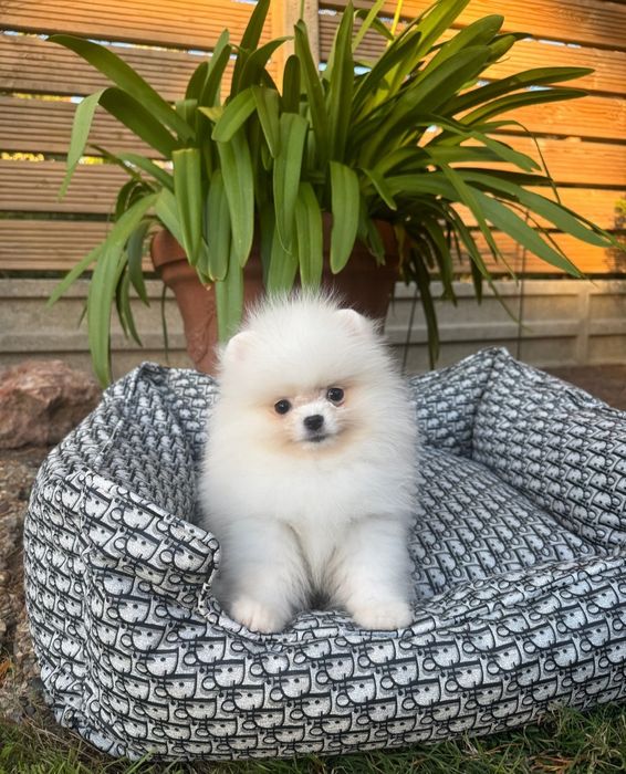 Szpic Miniaturowy Biała Kulka