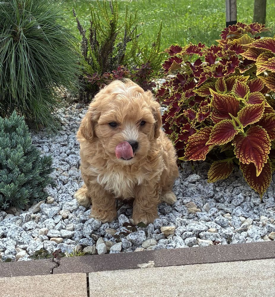 Maltipoo super piesek