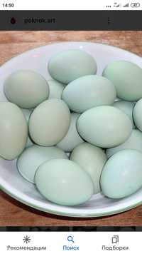 Продам инкубационное лечебное яйцо ухейилюй