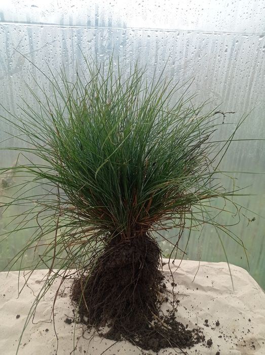 Набір, спеціальна пропозиція