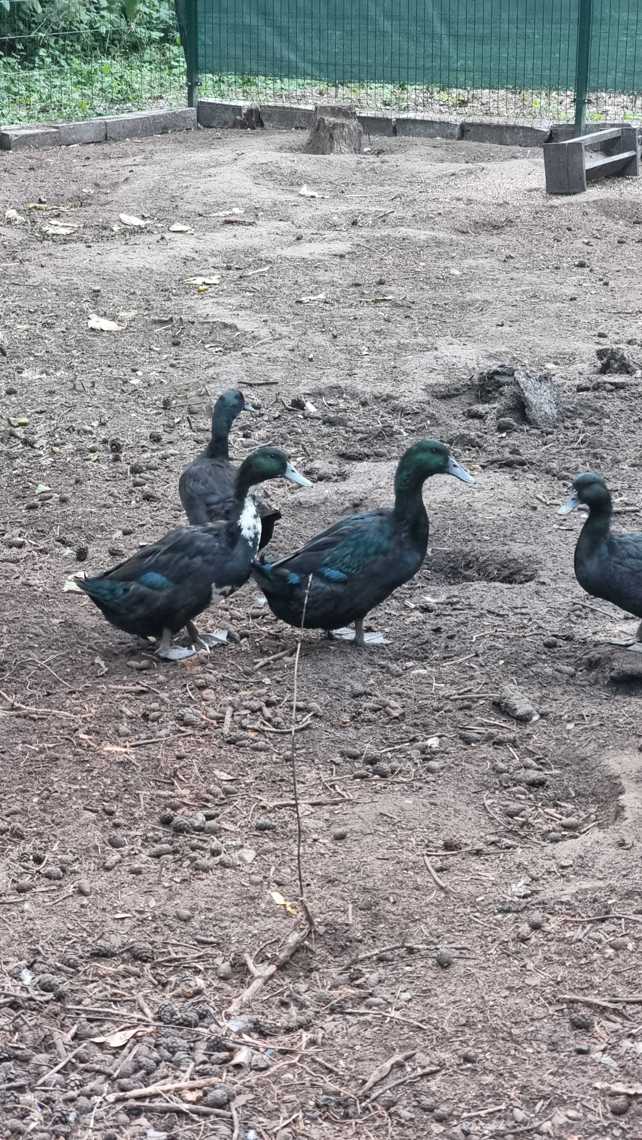 Kaczka kayuga/ call duck