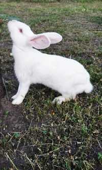 кролики породы термонская белая.