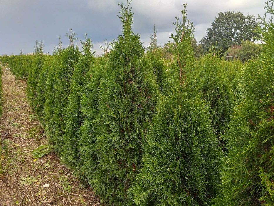 Tuja szmaragd PRODUCENT 30 - 150 cm - RABATY