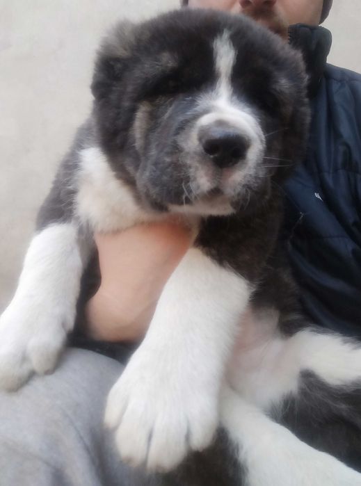 Середньоазіатска вівчарка, САО, Алабай