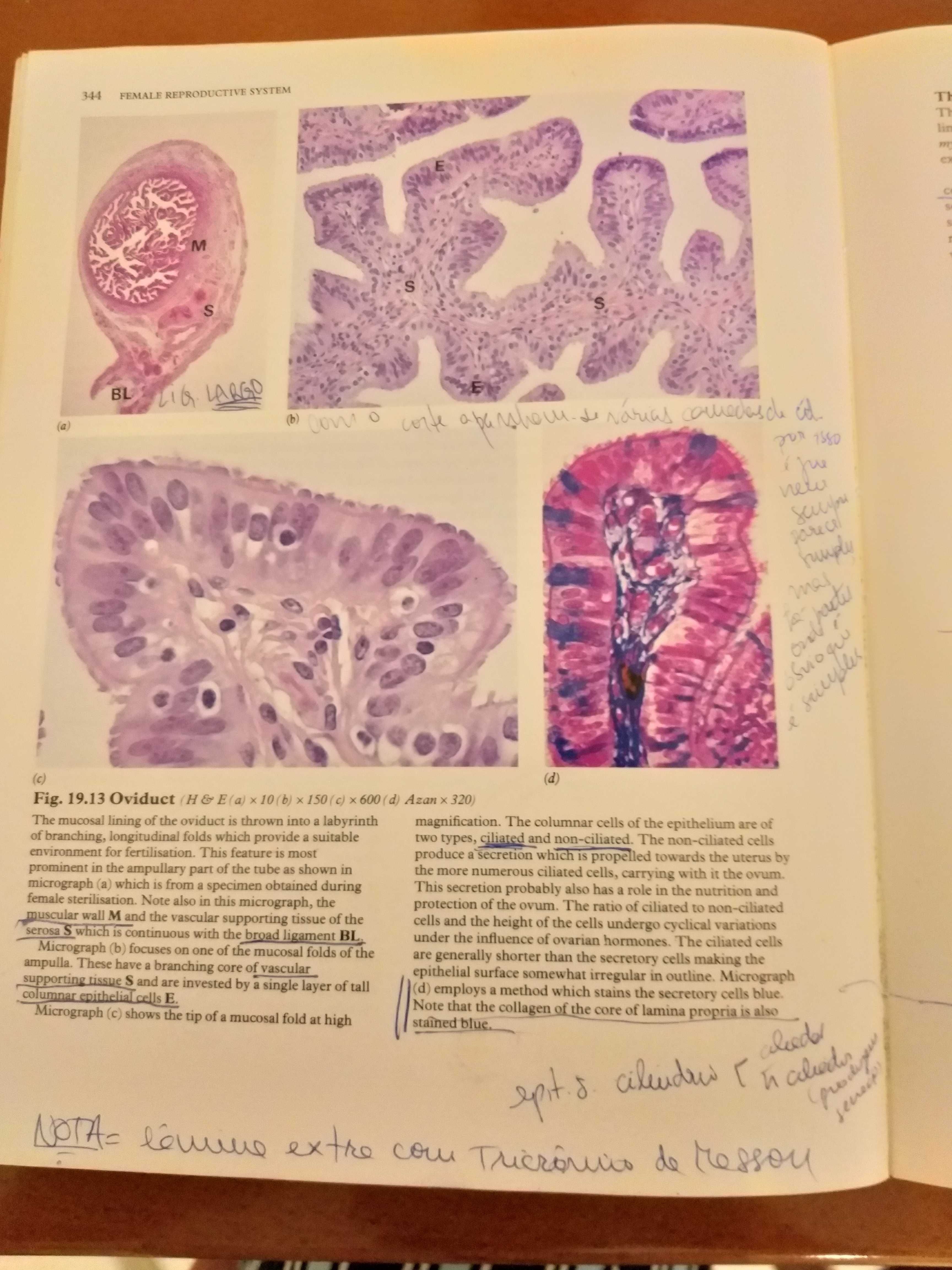 Wheater's Functional Histology - text and colour - 3 edição inglês