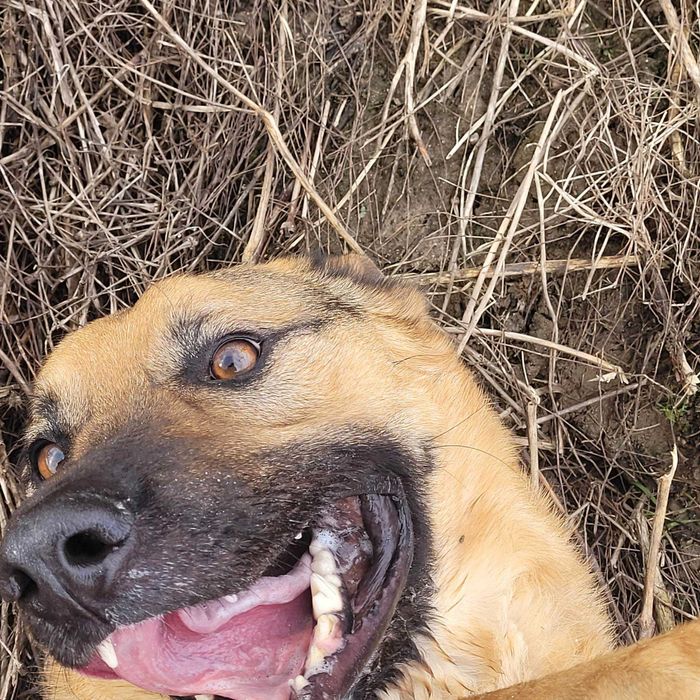 Bari w typie owczarka niemieckiego do adopcji