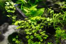 Roślina do akwarium Hydrocotyle tripartita sp. Japan