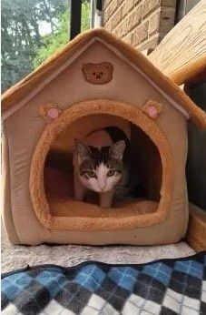 Домик лежак котів собак (тварин животных) будинок