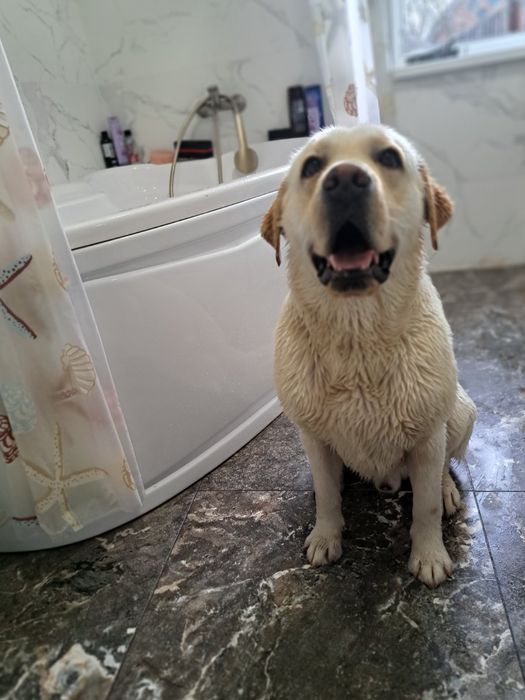Лабрадор Ретрівер Палевий, в'язка. Шукає нівесту
