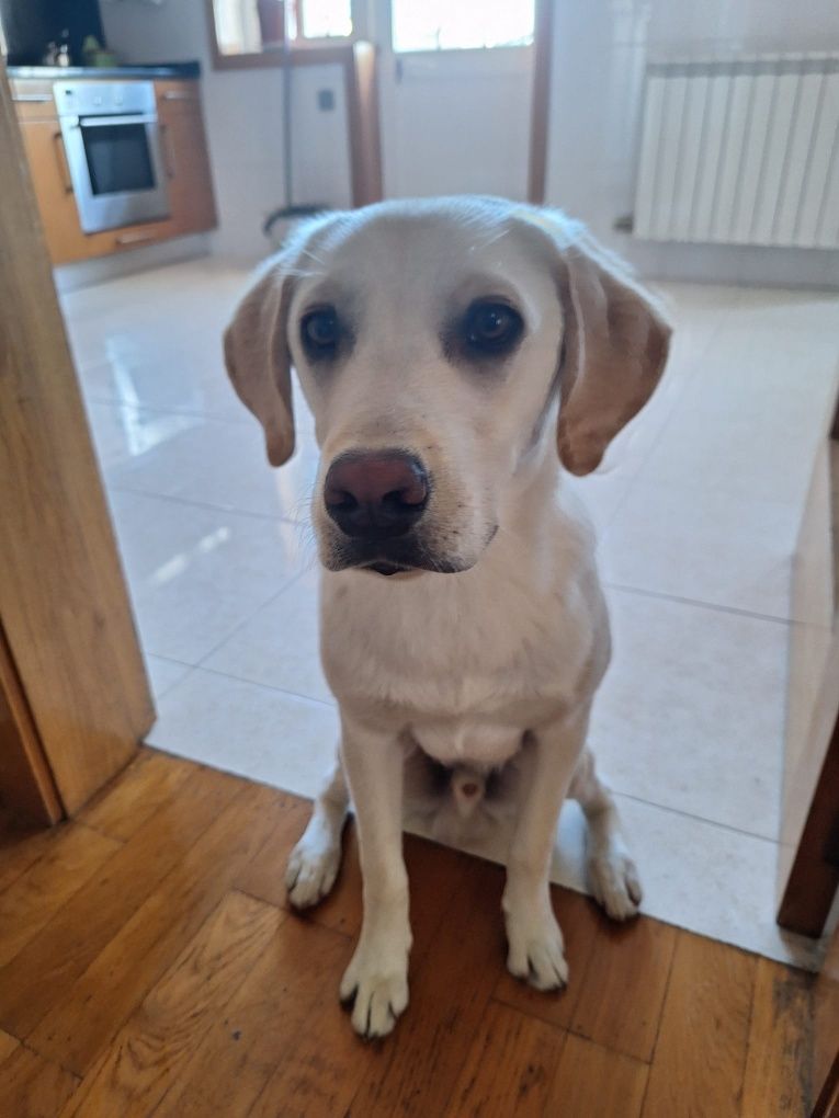 Labrador com 9 meses