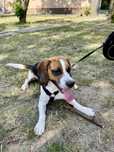 Oddam rocznego beagle