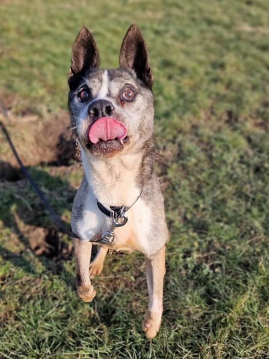 Zaniedbany pies Dżok do adopcji!