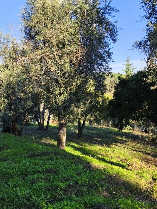 Oliveiras Centenárias