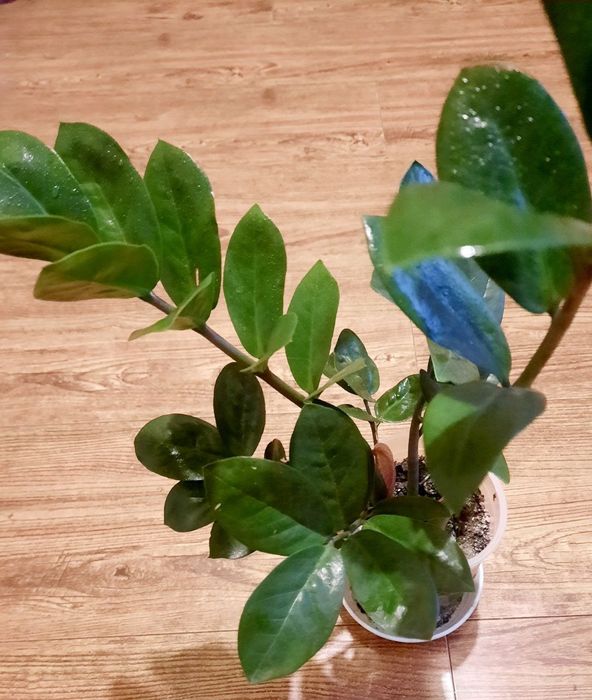 Замиокулькос каланхое монстера, папоротник филодендрон пинк алое диффи