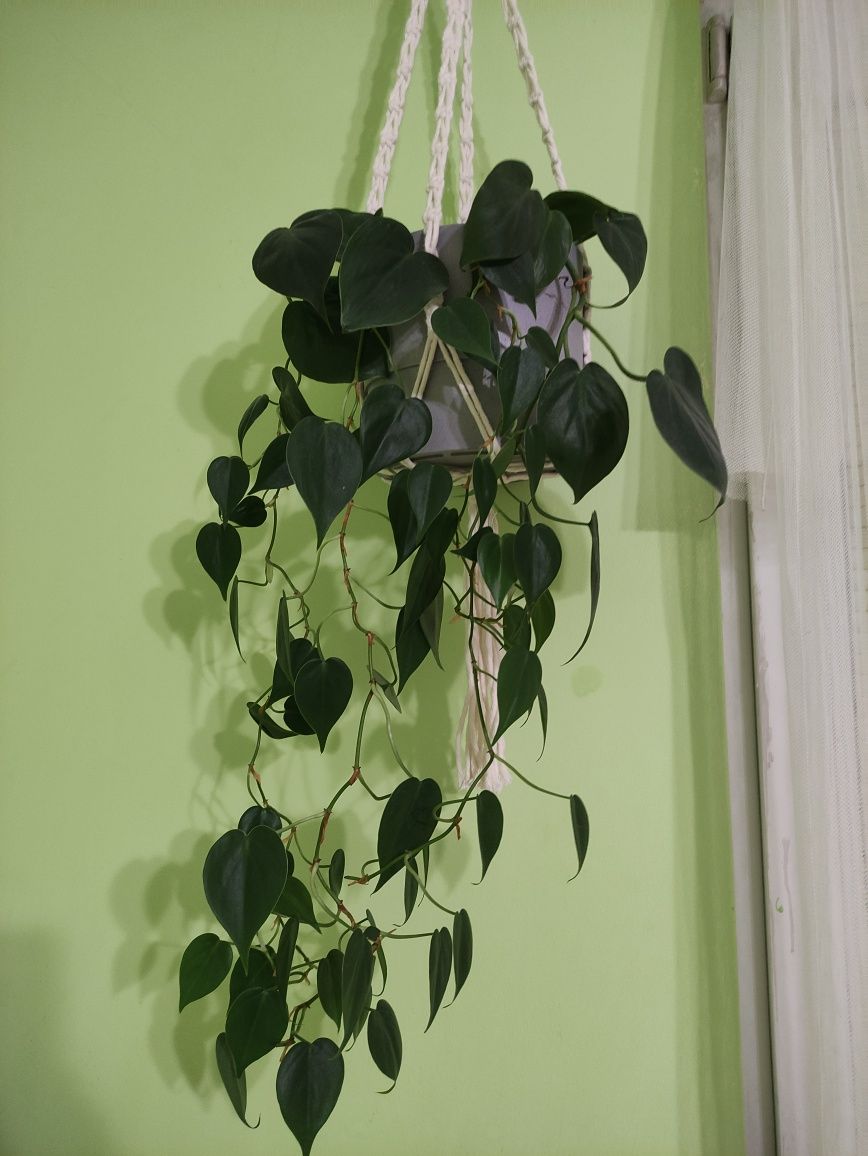 Philodendron scandens filodendron pnący